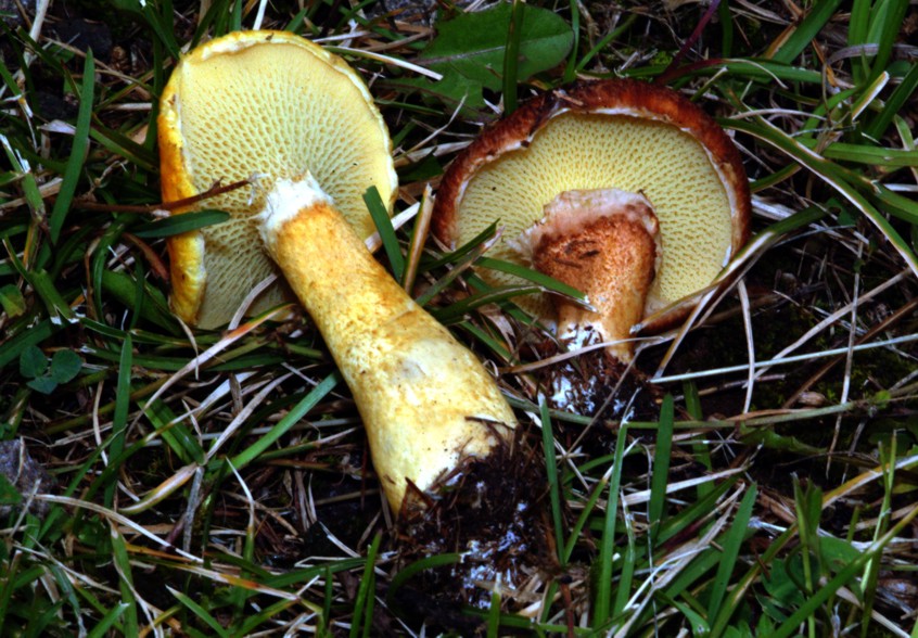 Boletinus cavipes